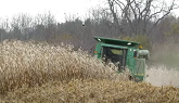 Harvest 2020 | John Deere 9400 Combine Harvesting Corn