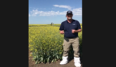 V25-3T and V25-5T - VICTORY Canola