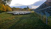 Herding Solar Sheep