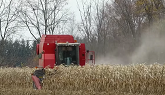 Corn Harvest 2020 | Massey Ferguson 8780 Combine Harvesting Corn