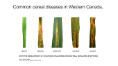 FAQs from the Field – Managing Common Cereal Leaf Diseases