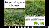 Forage mixtures for animal health