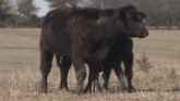 3 Big Cattle Costs