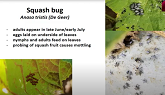 Use of Trap Cropping for Control of Striped Cucumber Beetle and Squash Bug