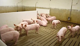 Swine Production Research Updates