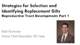 Strategies for Selection and Identifying Replacement Gilts