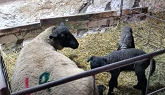 Sheep Farming: Lambing 2021 Has Start...