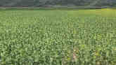 How to Innovate with Intercropping