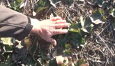 Winter Canola Update from Rubisco See...