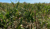 GrainTALK Farmer Forum: Corn Rootworm Resistance