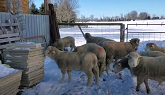 Sheep Farming: Fall-born Dorset Ram Lambs