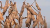 Farmers to Plant More Soybeans in 2021