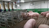 Modern Pig Farm With Innovative Techn...