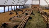 Sheep Farming: How Our Lamb Rearing Barns Are Set-up