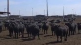 The New way to Market Feeder Cattle - THE FEEDER CATTLE REVOLUTION