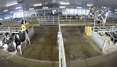 Cnossome Holsteins Project