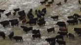 Feeding Cattle in Freezing Temperatur...