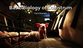 Basic Biology of Colostrum in Pigs