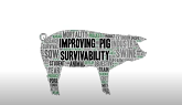 Effects of Induction on the Farrowing Process and Piglet Blood Parameters at Time of Farrowing