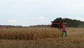 Corn Harvest 2020 | Case IH 2366 Axial Flow Combine Harvesting Corn
