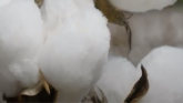 Addressing Industry Priorities: National Cotton Council Leadership Review