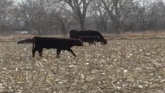 Cattle Grazing Crop Residue And It