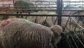 Sheep Farming: Handling Lambs