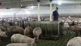 Individual Pig Care