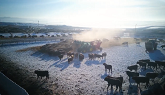 A Rancher’s Perspective on Antibiotics and Animal Care