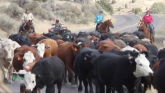 Cattle Prices Investigated
