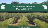 Blueberry Disease Management