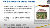Weed Management in June Bearing Strawberries