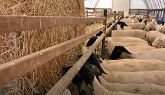 Sheep Farming: Feeding Newly Shorn Sheep