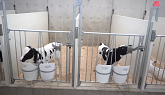 How This Dairy Farm Raises Healthy Holsteins!