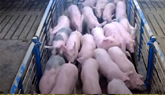Loading Out Pigs On An Iowa Family Hog Farm | This