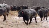 Cattle Farming In Saskatchewan - An Introduction to Our Farm