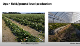 Strawberry Substrate Production Systems