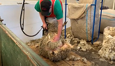 Sheep Shearing! See it Happen