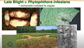 Fighting Back Against Late Blight - A...