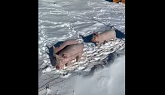 Feeding the Pigs on a snowy morning i...