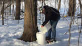 How to Increase Profits Making Maple Syrup
