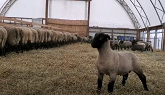 Sheep Farming: The Second Dividing Wall Came Down