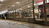 Milking Cows With Robots and... Handstands?