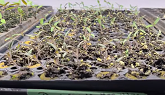 Transplanting tomatoes into Rockwool blocks & update on Wayne