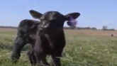 How to Manage Calf Scours - Best Trea...