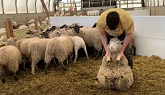 Sheep Shearing. From Start to Finish.