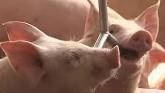 Livestock Industry Studies Animal Pai...