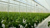 Opportunity knocking: Reducing labour costs with automated cucumber harvesting