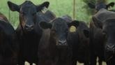 Quality is Foremost for Texas Bull Supplier