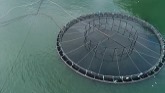 Aquaculture Solutions with Kaitlin Gu...